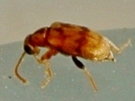 Aderinae