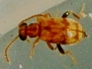 Aderinae