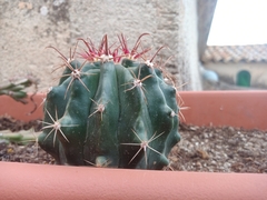Hamatocactus