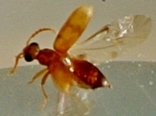 Aderinae