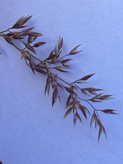 Agrostis vinealis