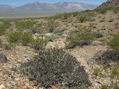 Psorothamnus arborescens minutifolius