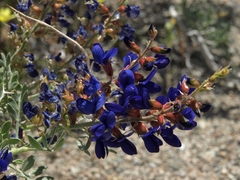 Psorothamnus arborescens minutifolius