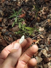 Monardella hypoleuca intermedia