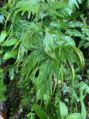 Selaginella plana