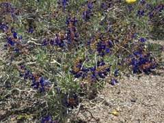 Psorothamnus arborescens minutifolius