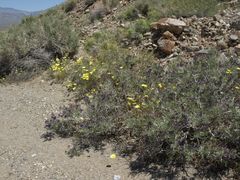 Psorothamnus arborescens minutifolius