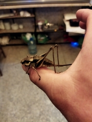 Pholidoptera dalmatica