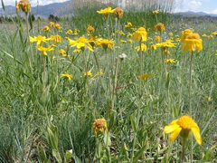 Arnica sororia