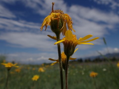 Arnica sororia