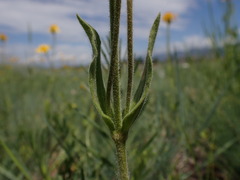 Arnica sororia