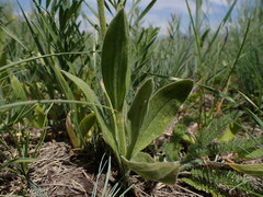 Arnica sororia