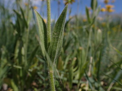 Arnica sororia