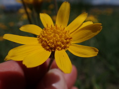 Arnica sororia