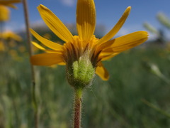 Arnica sororia