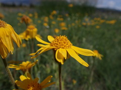 Arnica sororia