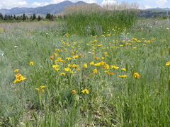 Arnica sororia