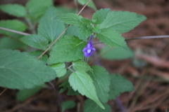 Scutellaria dumetorum
