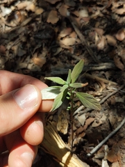 Monardella hypoleuca intermedia