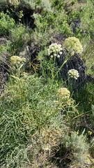 Angelica lineariloba