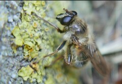 Criorhina pachymera
