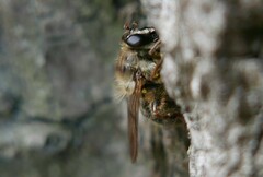 Criorhina pachymera