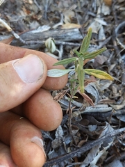 Monardella hypoleuca intermedia