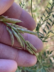 Astragalus flexuosus