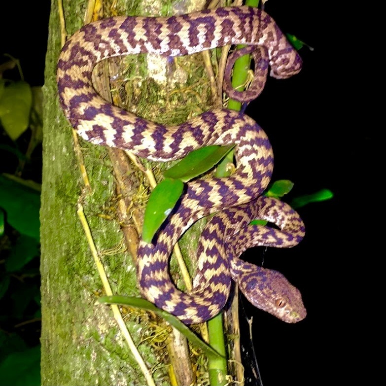 Hon Son Pit Viper