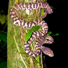 Trimeresurus honsonensis