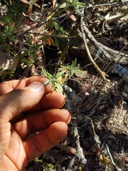 Monardella hypoleuca intermedia