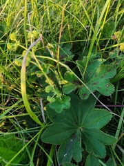 Alchemilla conglobata
