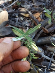 Monardella hypoleuca intermedia