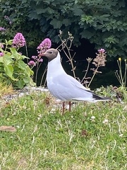 Chroicocephalus ridibundus