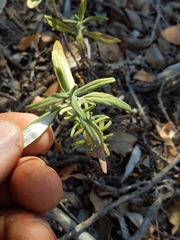 Monardella hypoleuca intermedia