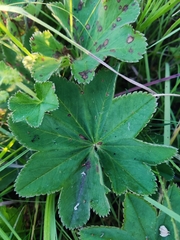 Alchemilla conglobata