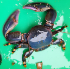 Petrolisthes violaceus