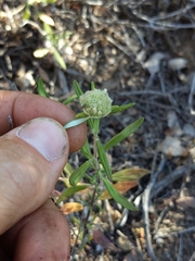 Monardella hypoleuca intermedia