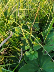 Alchemilla conglobata