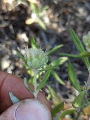 Monardella hypoleuca intermedia
