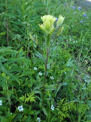 Castilleja unalaschcensis