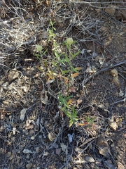 Monardella hypoleuca intermedia