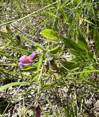 Lathyrus linifolius