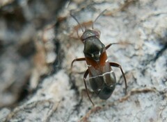 Pilophorus perplexus