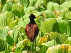 Jacana spinosa
