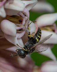 Oxybelus bipunctatus