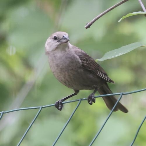 Brown-headed Cowbird photographed in Michigan