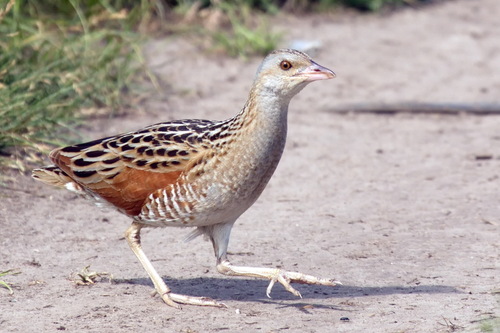 Guión de codornices (Crex crex)