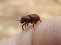 Dendroctonus
