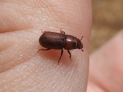 Dendroctonus
